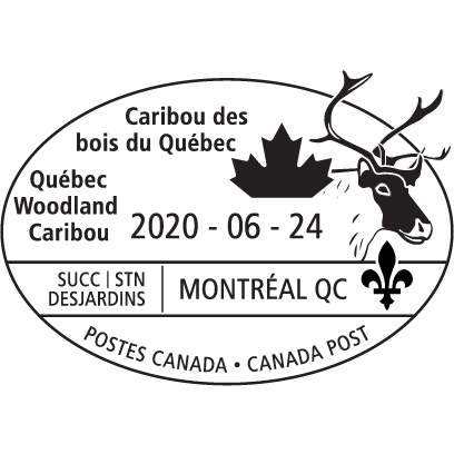 Quebec Woodland Caribou buck with maple leaf and fleur-de-lis, June 24, 2020.